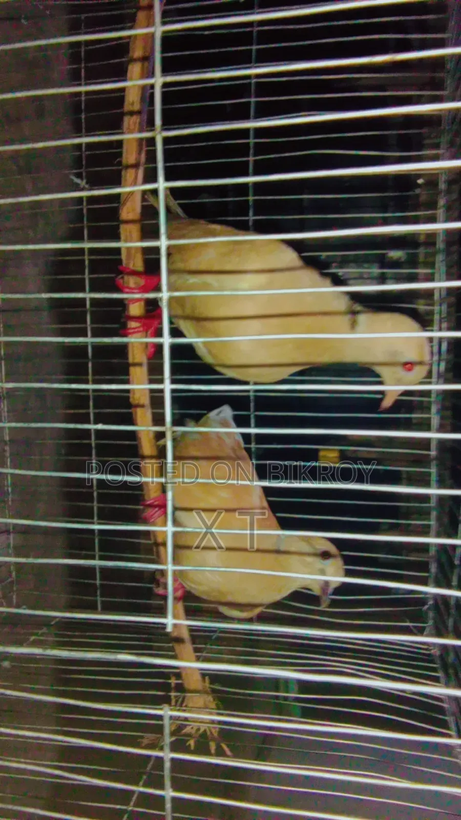 A pair of doves with a cage and a chick for sale.