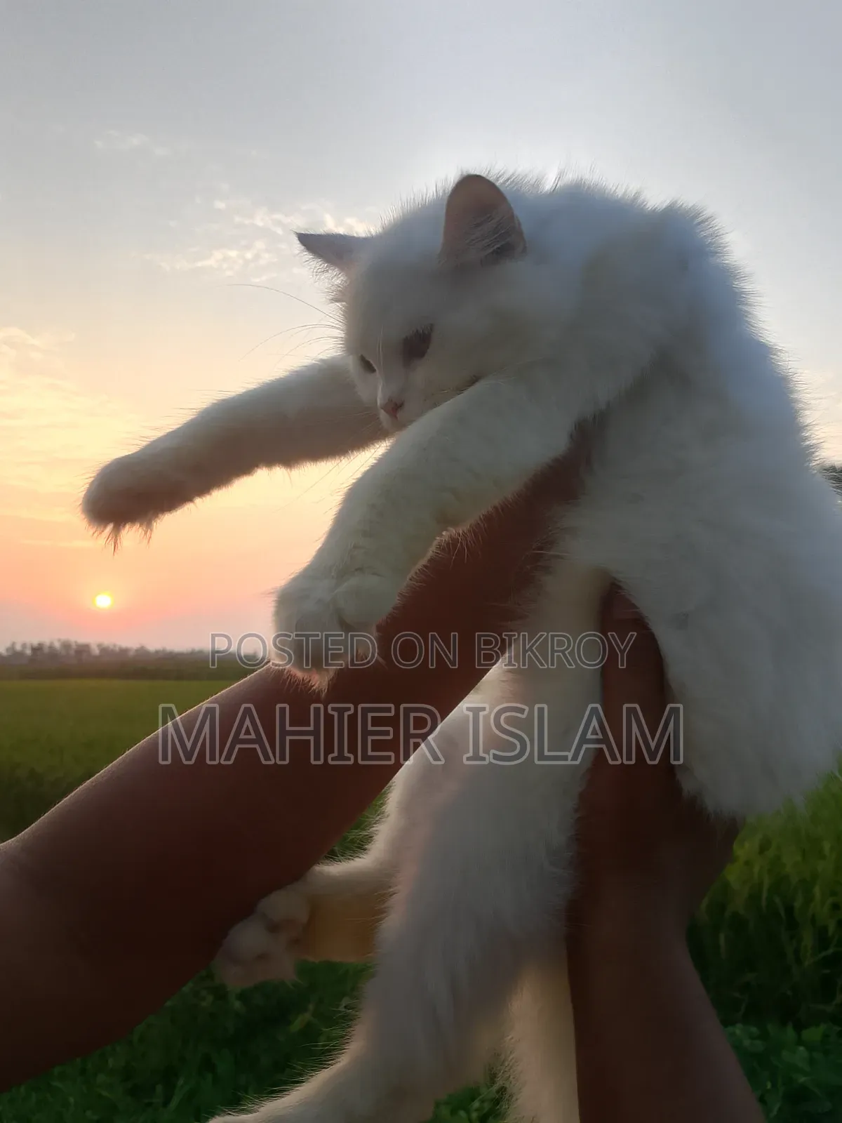 6-12 Months Female Mixed Breed Persian