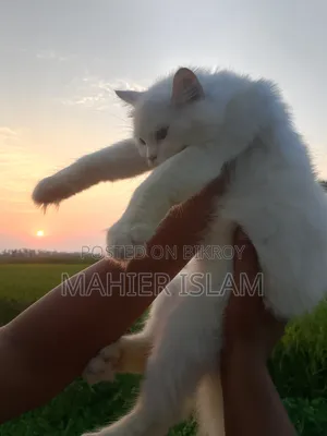 6-12 Months Female Mixed Breed Persian