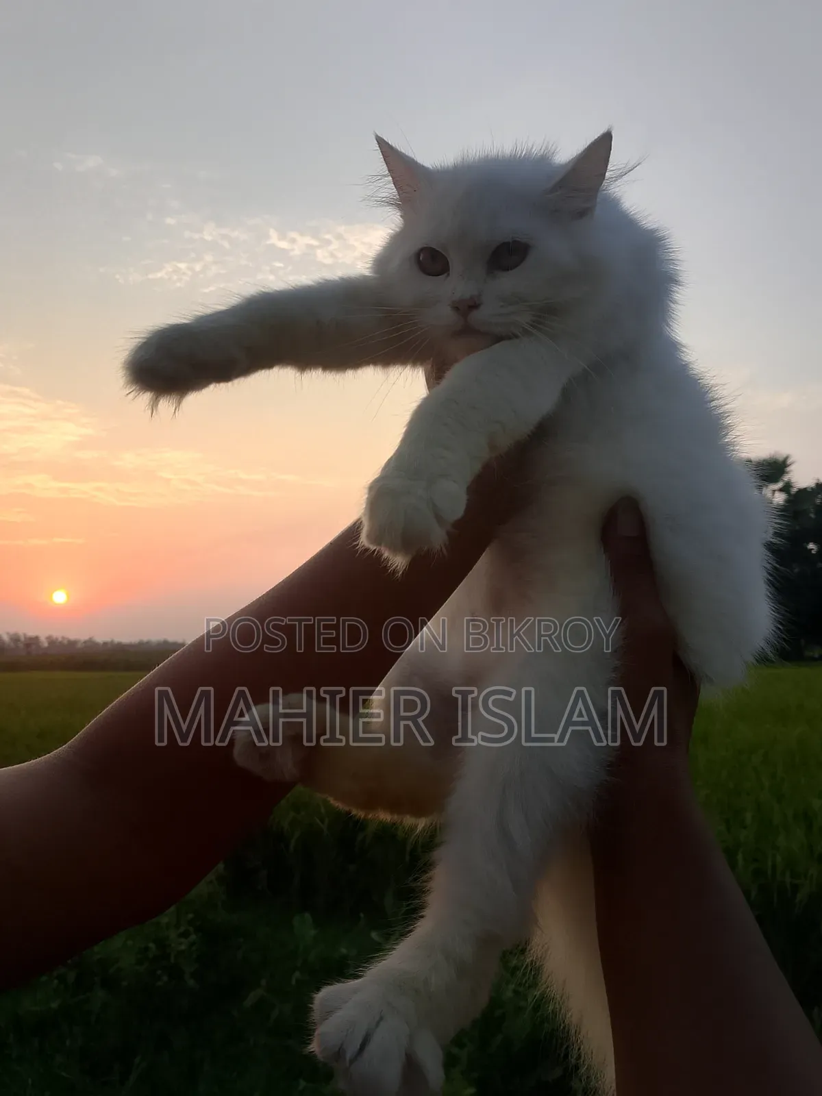 6-12 Months Female Mixed Breed Persian