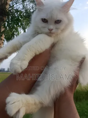 6-12 Months Female Mixed Breed Persian