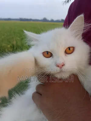 6-12 Months Female Mixed Breed Persian