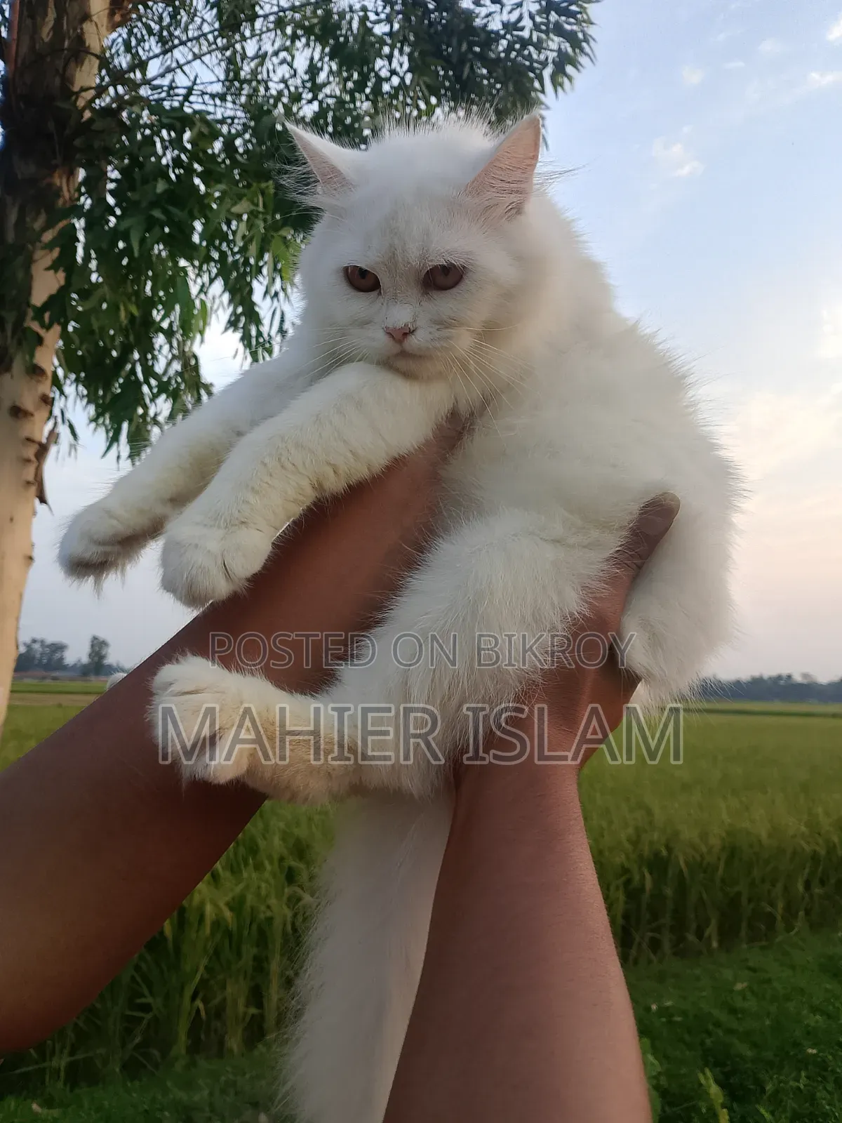 6-12 Months Female Mixed Breed Persian
