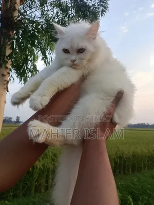 6-12 Months Female Mixed Breed Persian