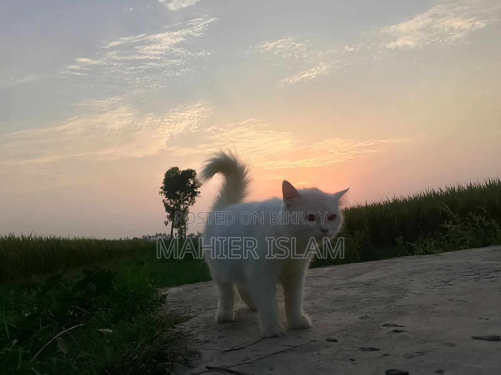 6-12 Months Female Mixed Breed Persian