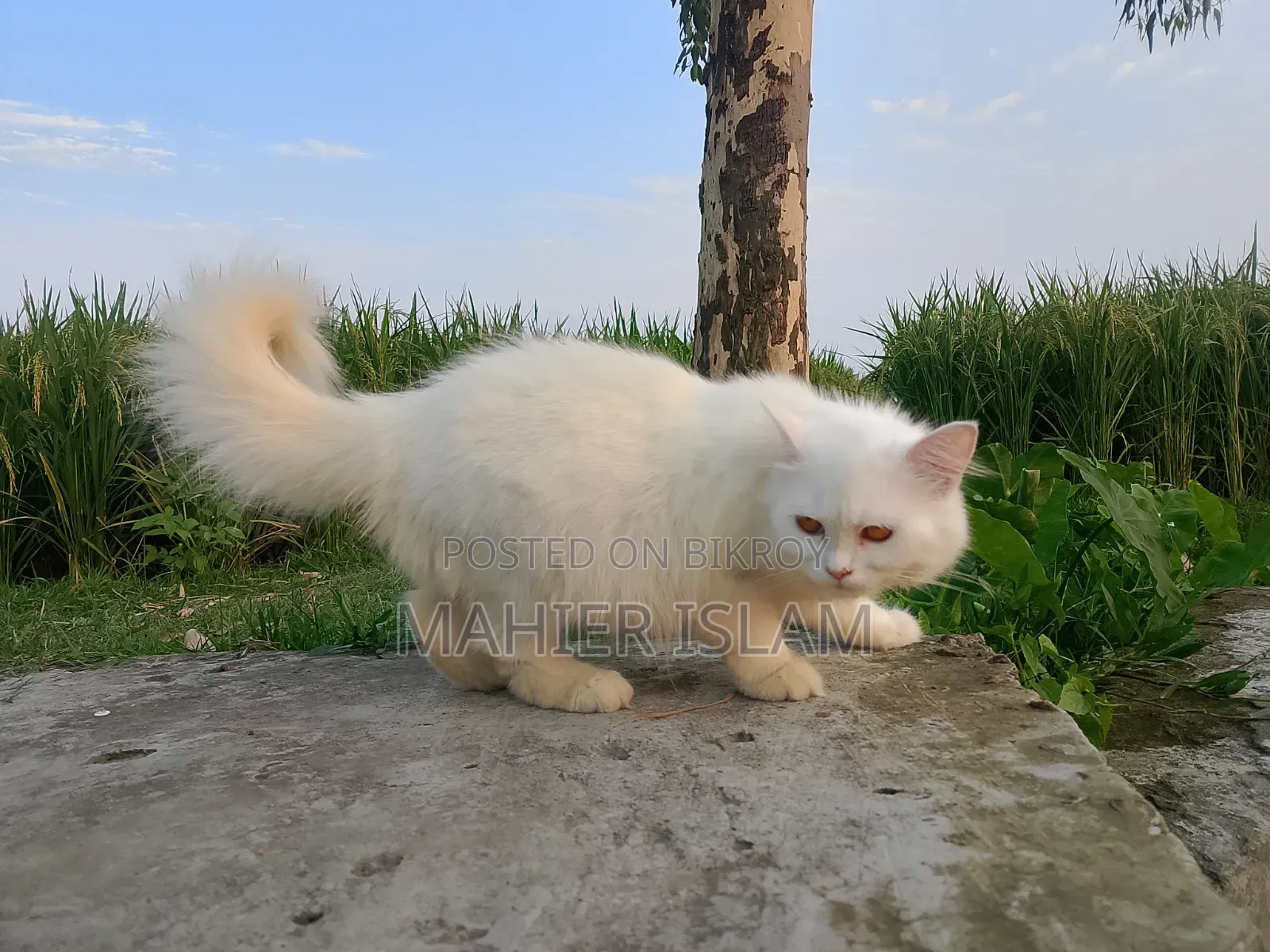 6-12 Months Female Mixed Breed Persian