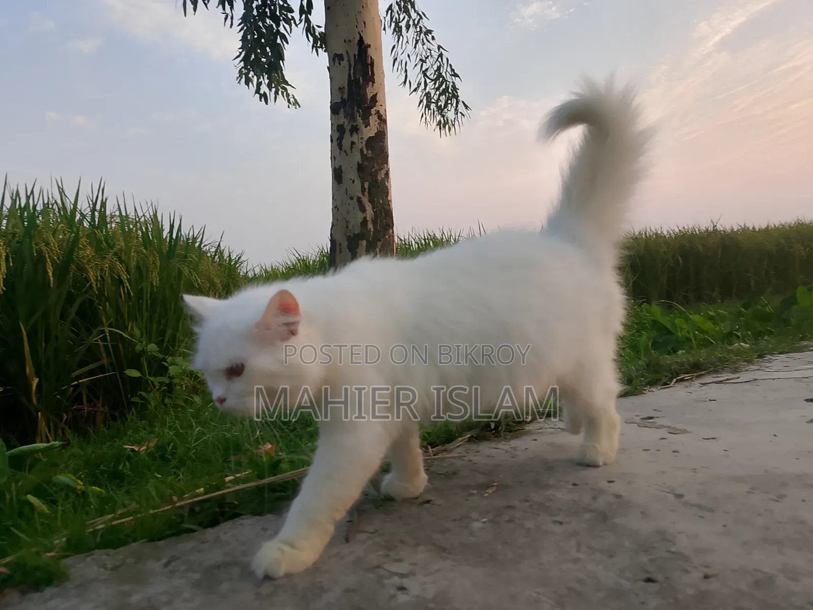 6-12 Months Female Mixed Breed Persian
