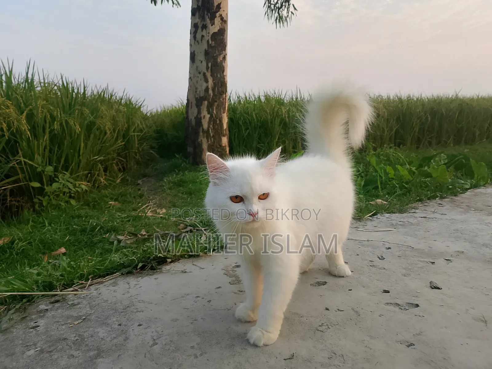 6-12 Months Female Mixed Breed Persian