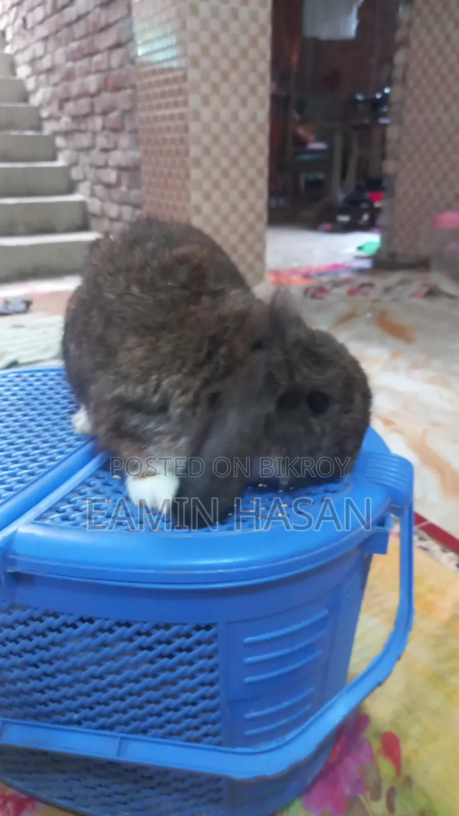 Rabbit for Sale