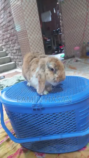 Rabbit for Sale
