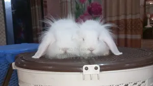 Rabbit for Sale