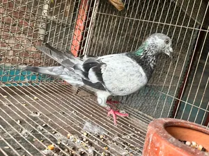 Grizzle Racing Male 2 Pieces