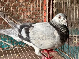 Grizzle Racing Male 2 Pieces