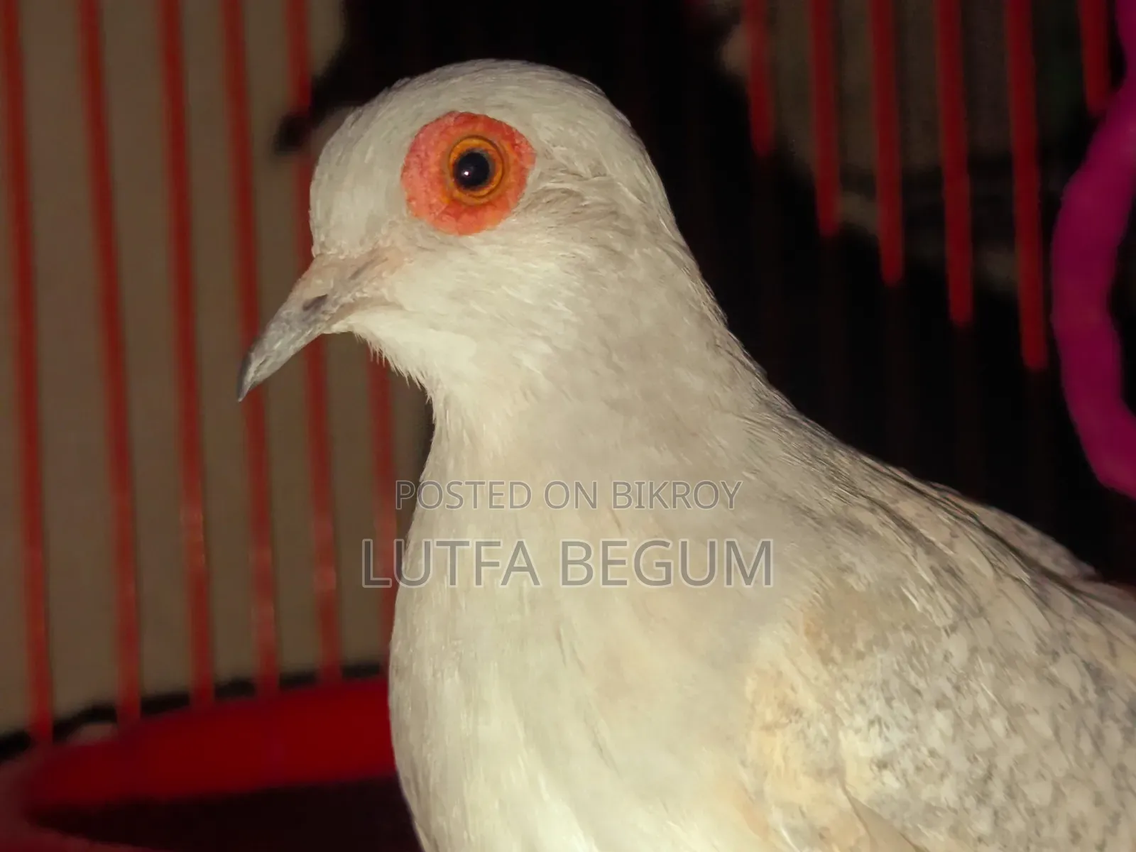 Diamond Dove
