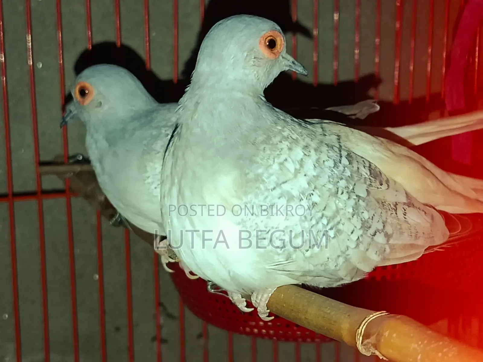 Diamond Dove