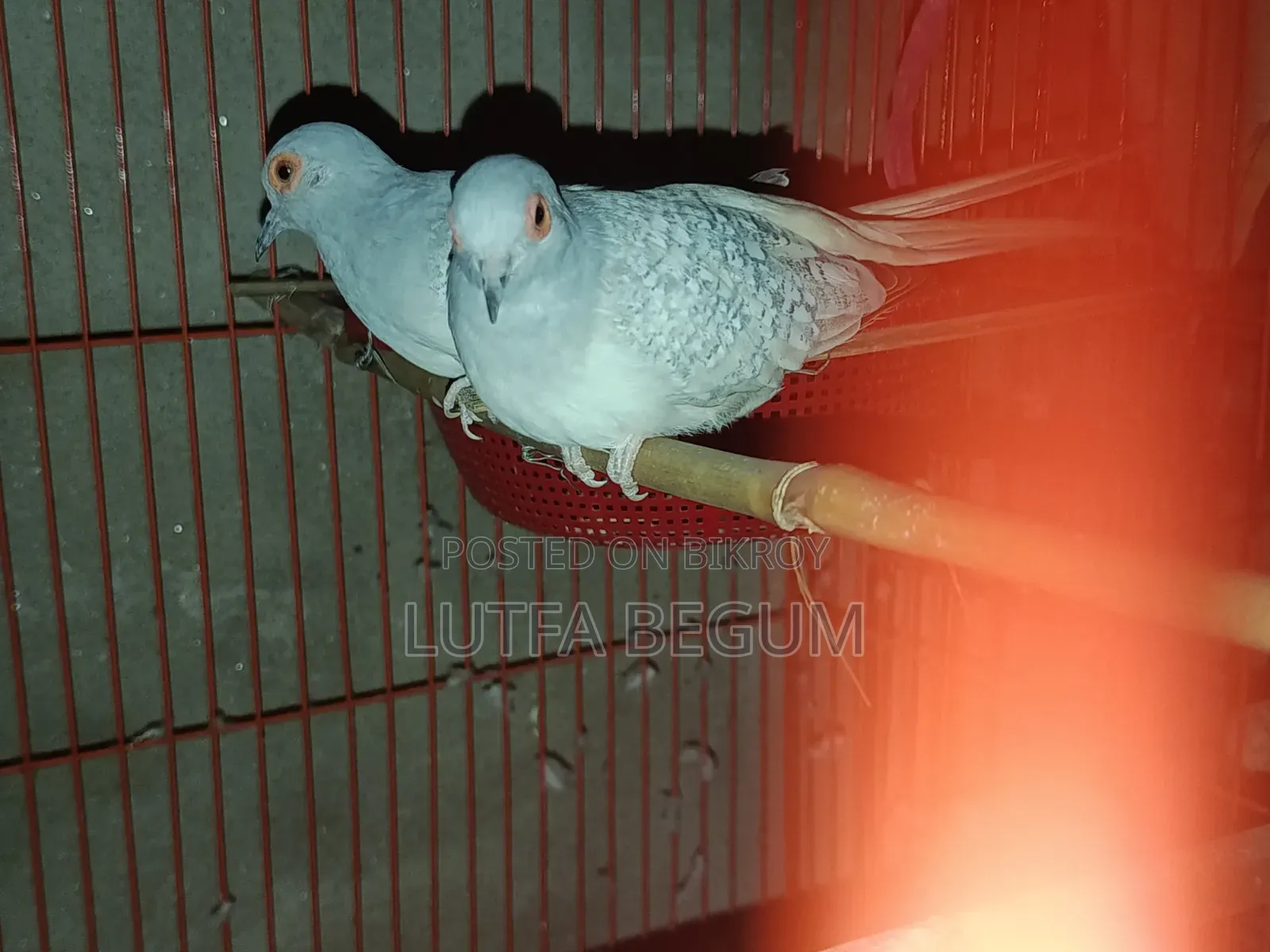 Diamond Dove
