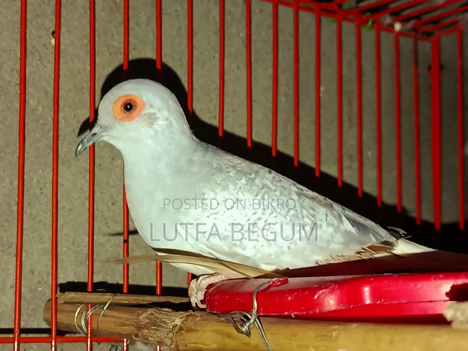 Diamond Dove