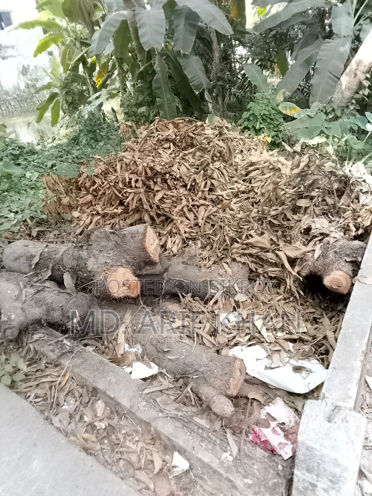৩৫-৪০ বছরের পুরনো পক্ত আম গাছ বিক্রি করা হবে