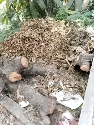 ৩৫-৪০ বছরের পুরনো পক্ত আম গাছ বিক্রি করা হবে