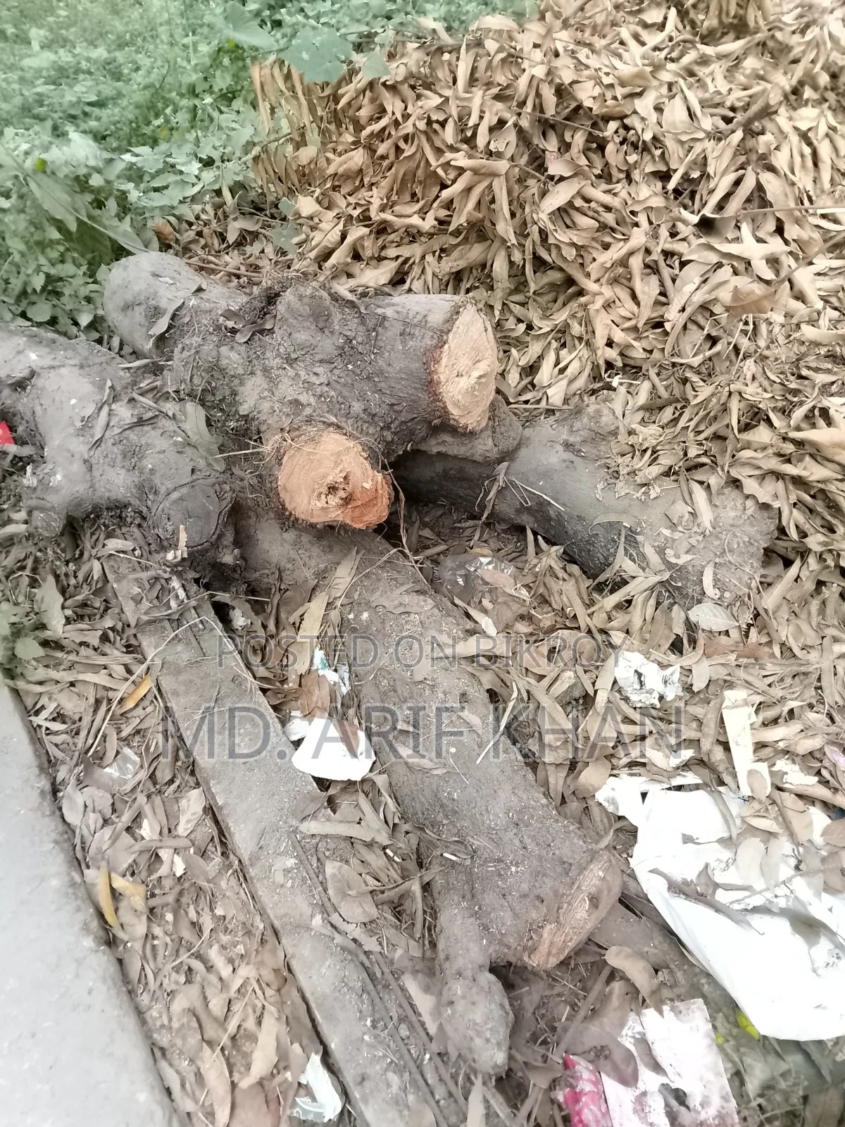 ৩৫-৪০ বছরের পুরনো পক্ত আম গাছ বিক্রি করা হবে