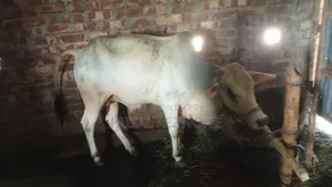 Desi Goru 110 Kg