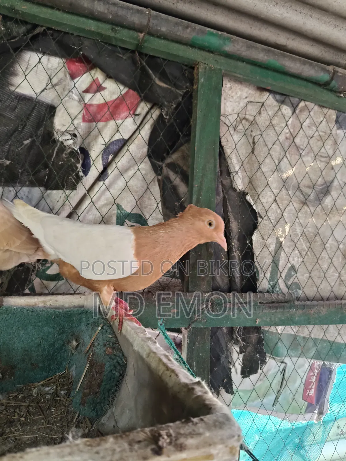 আর্ক এঞ্জেল