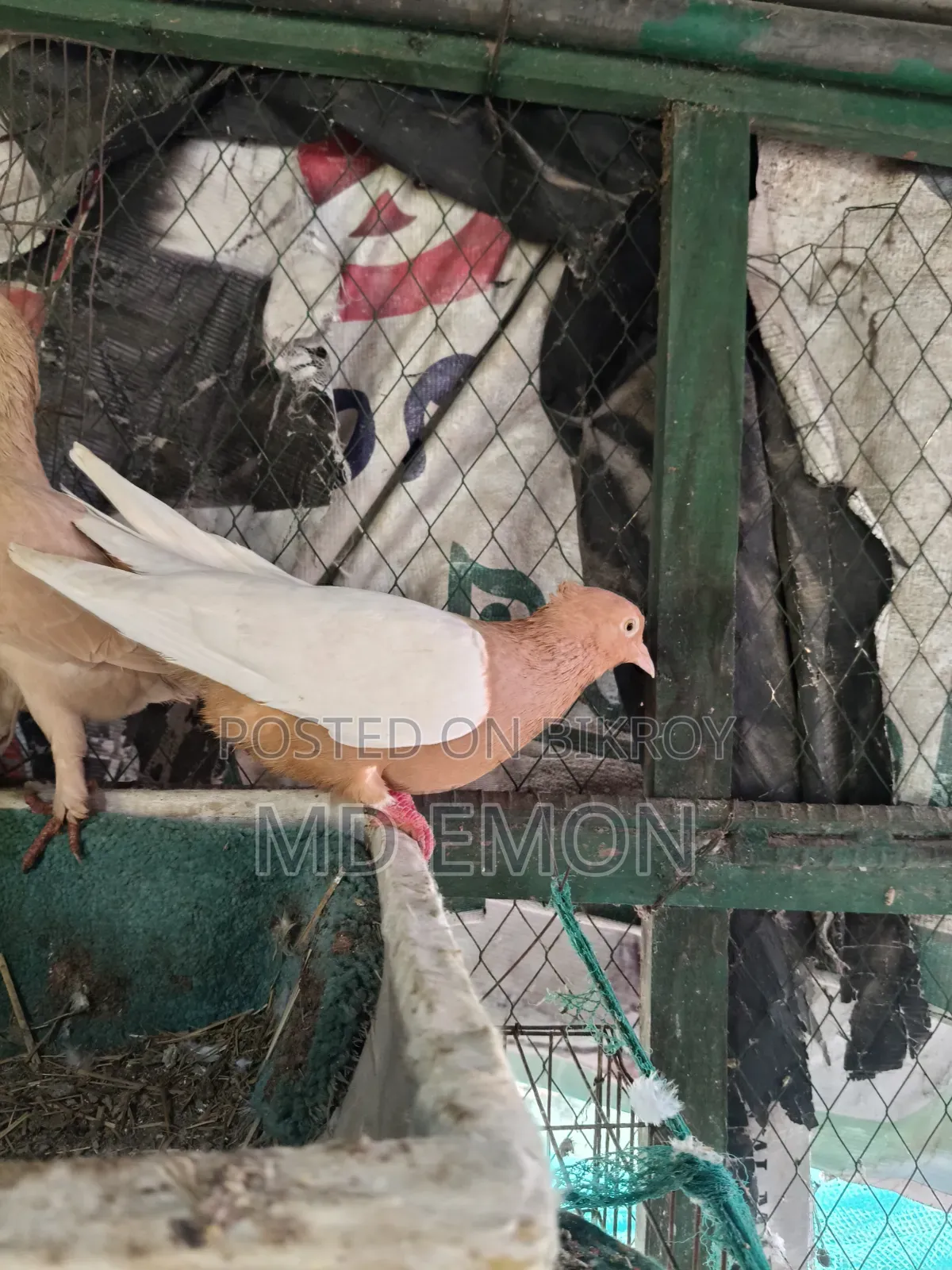 আর্ক এঞ্জেল