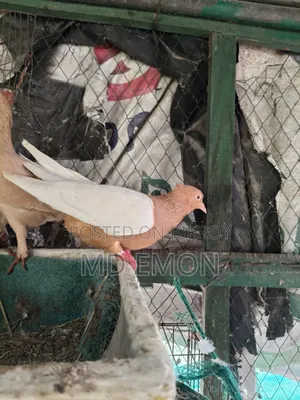 আর্ক এঞ্জেল