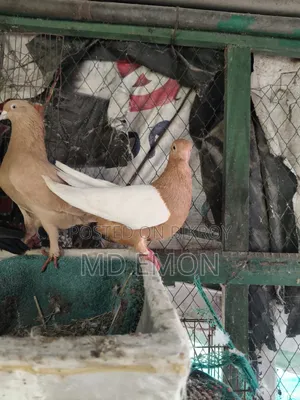 আর্ক এঞ্জেল
