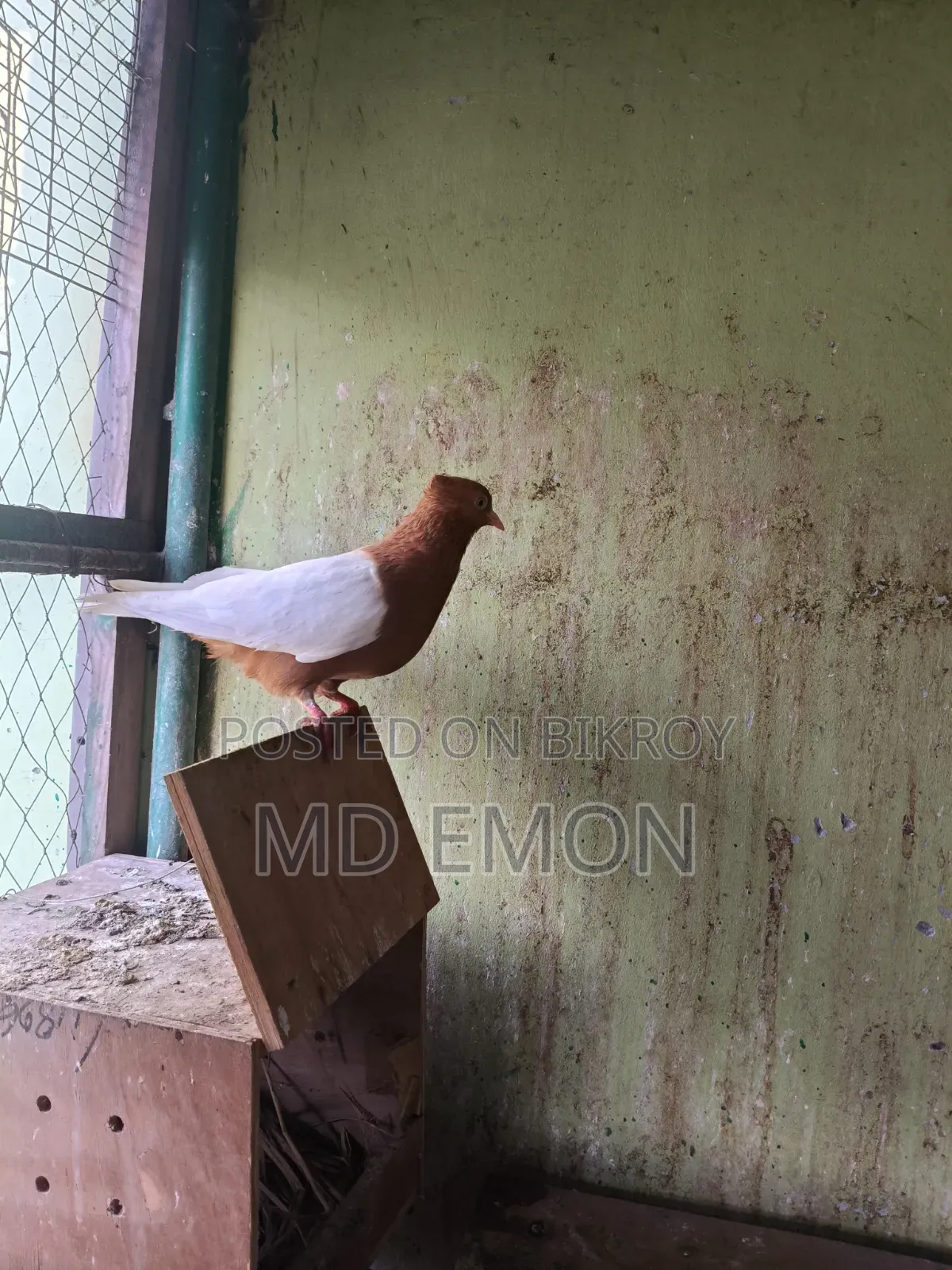 আর্ক এঞ্জেল
