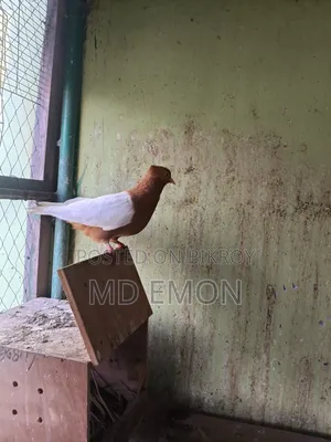 আর্ক এঞ্জেল