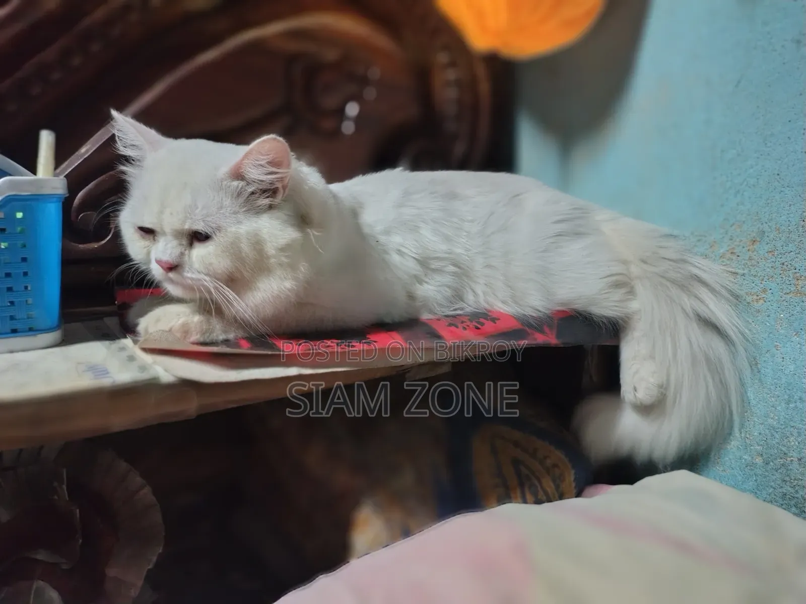 ৬-১২ মাস বয়সী পুরুষ পিওর পার্শিয়ান বিড়াল