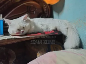 ৬-১২ মাস বয়সী পুরুষ পিওর পার্শিয়ান বিড়াল