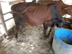 গরু বিক্রি