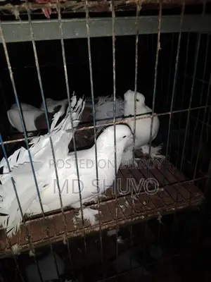 সার্টিন এবং লক্ষা কবুতর বিক্রয়