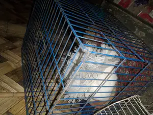 সার্টিন এবং লক্ষা কবুতর বিক্রয়