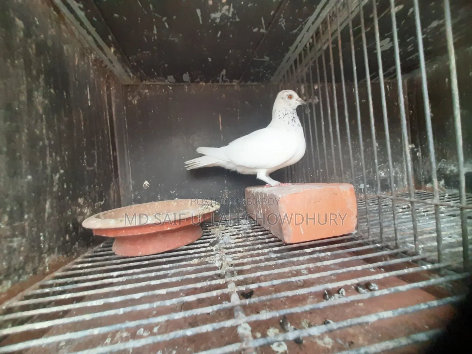 Pigeons for Sale with Big Size Cage