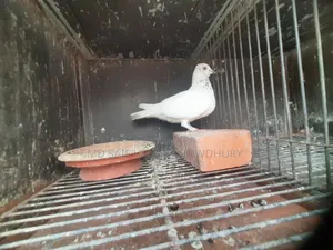 Pigeons for Sale with Big Size Cage