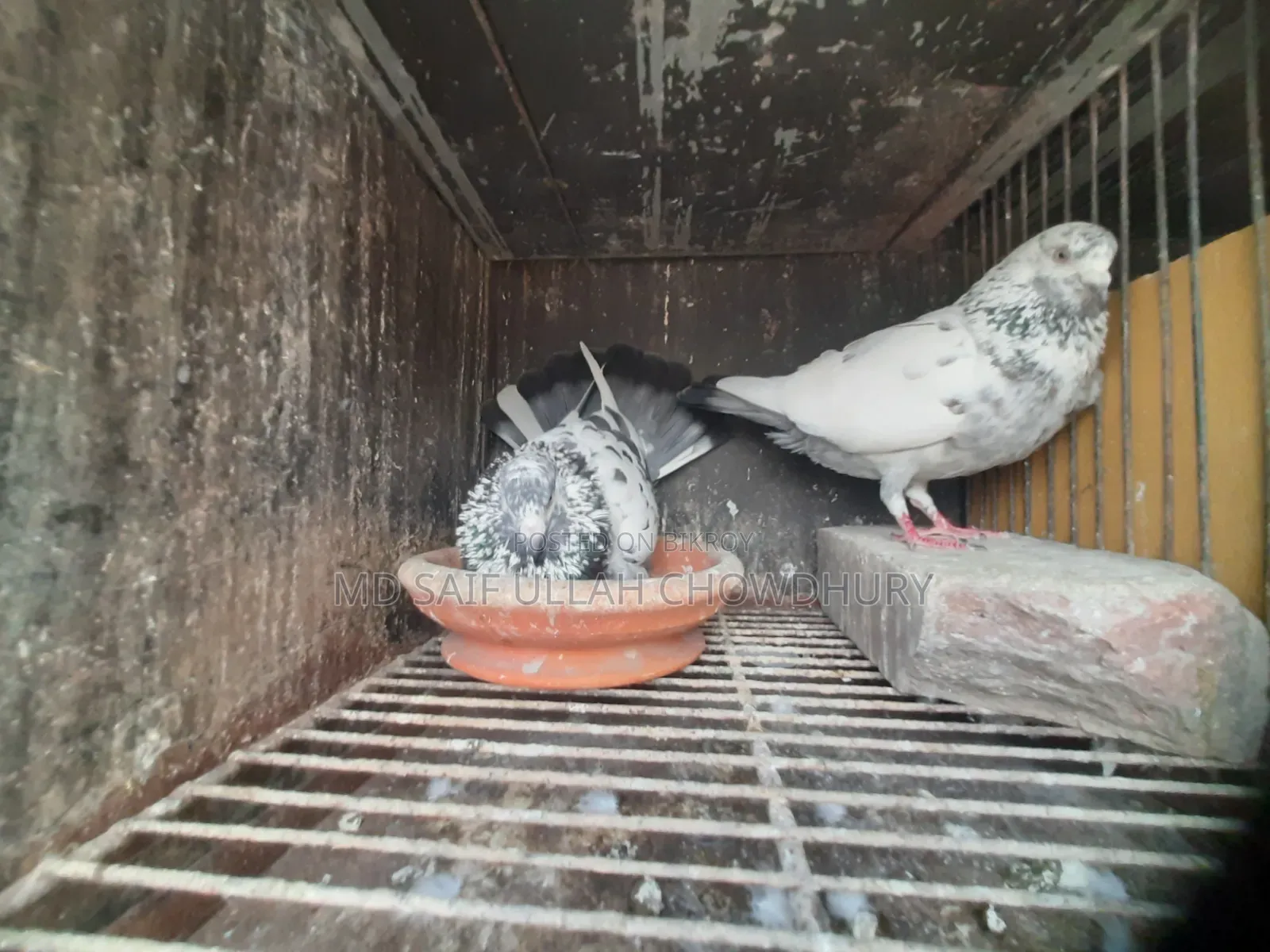 Pigeons for Sale with Big Size Cage