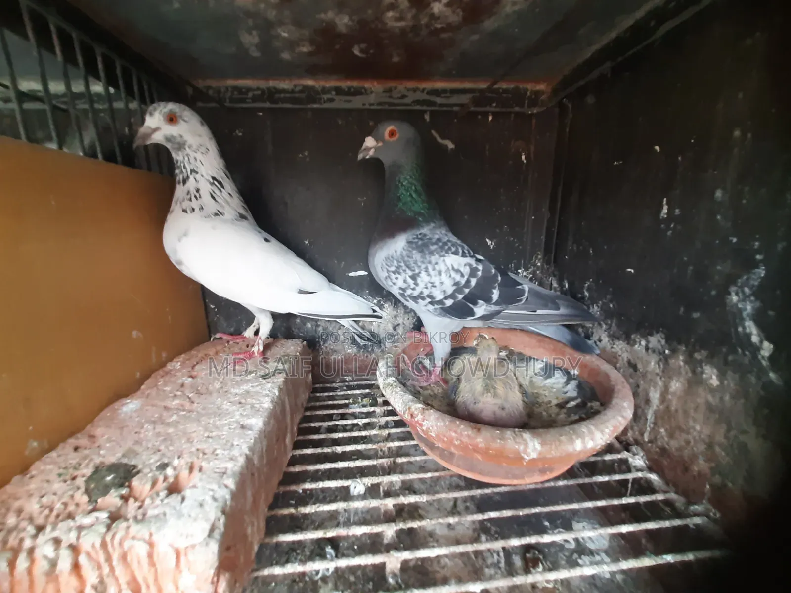 Pigeons for Sale with Big Size Cage