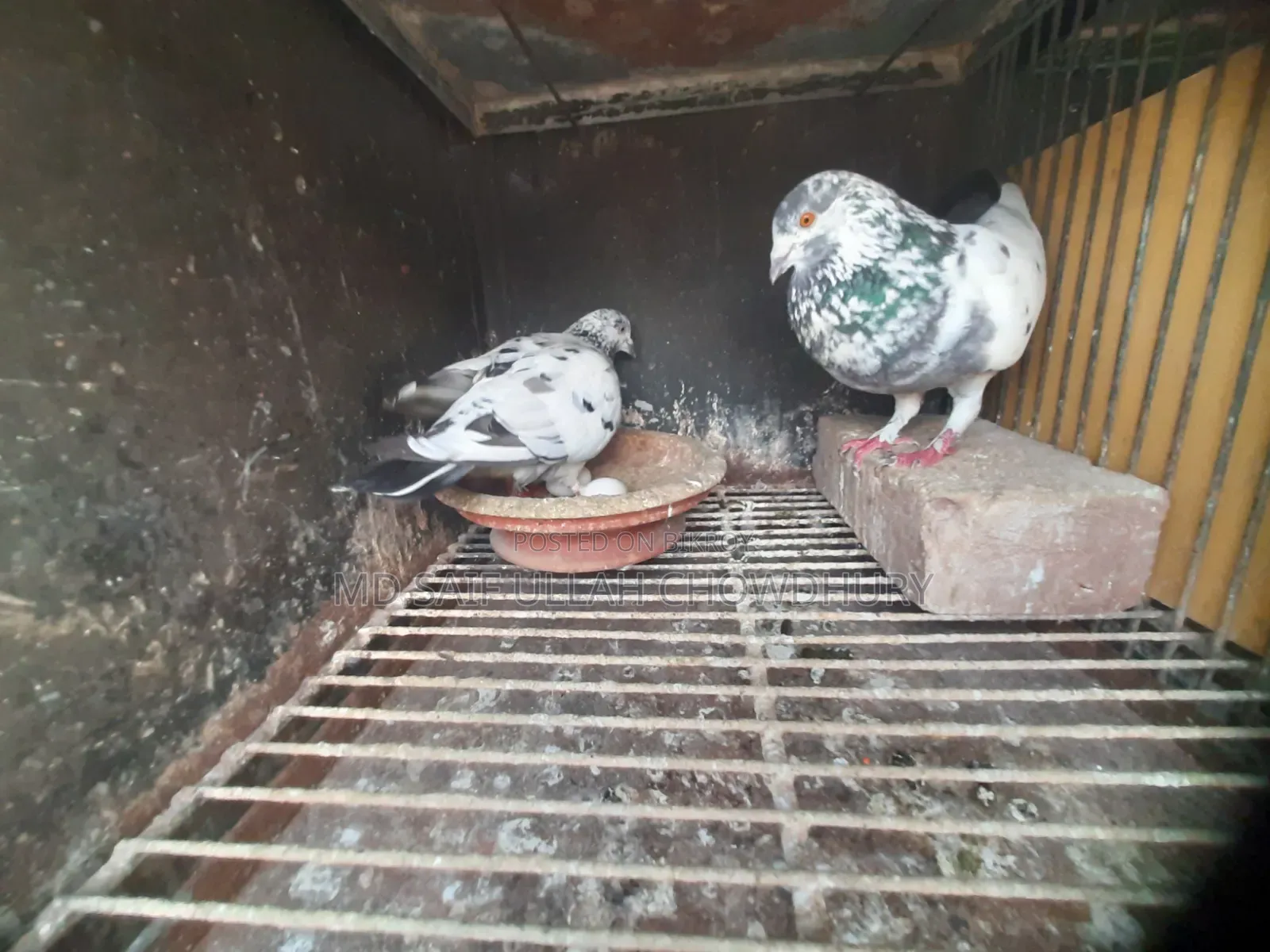Pigeons for Sale with Big Size Cage