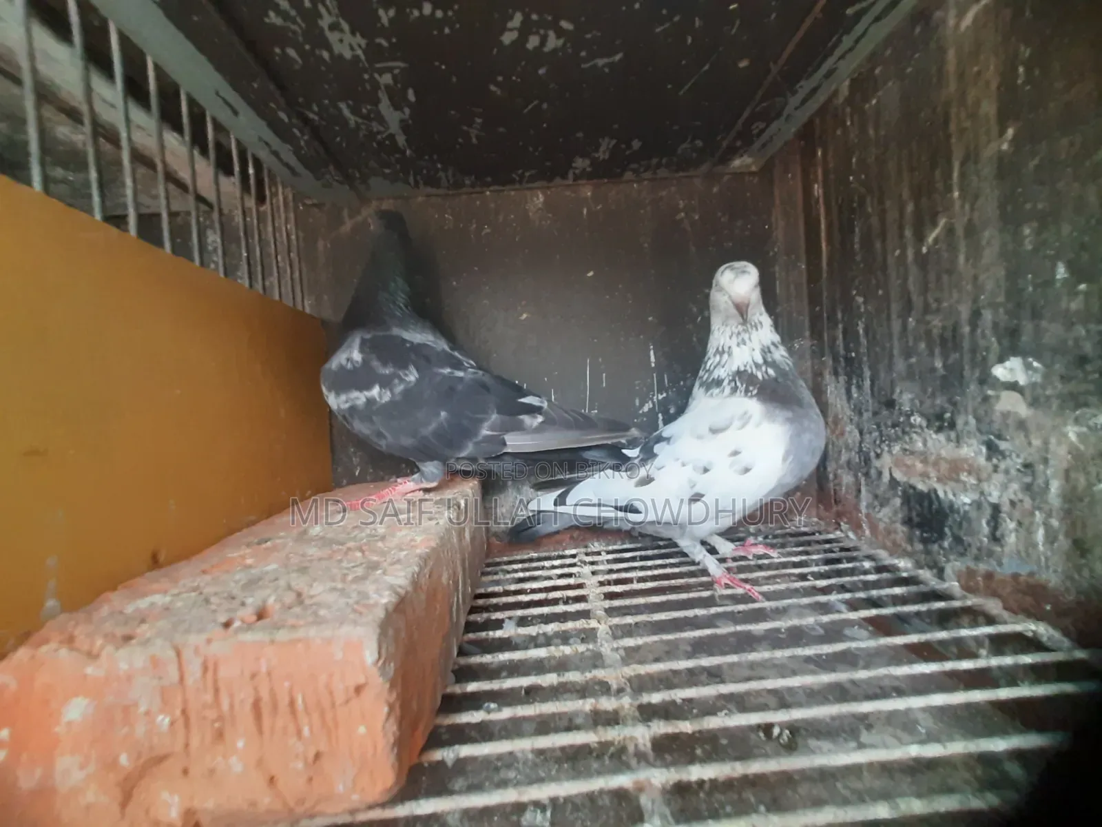 Pigeons for Sale with Big Size Cage