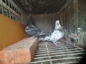 Pigeons for Sale with Big Size Cage