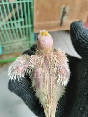 ককাটেল বেবি