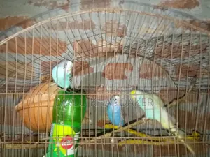 বাজরিকার পাখি বিক্রি হবে