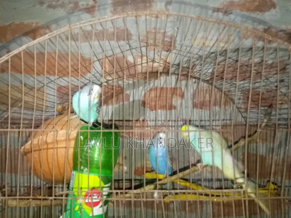 বাজরিকার পাখি বিক্রি হবে