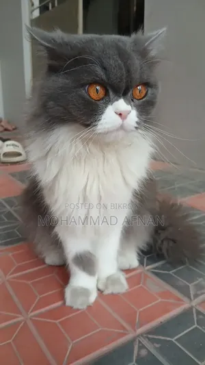 ১+ বছরের ফিমেল পিওরব্রেড এক্সোটিক
