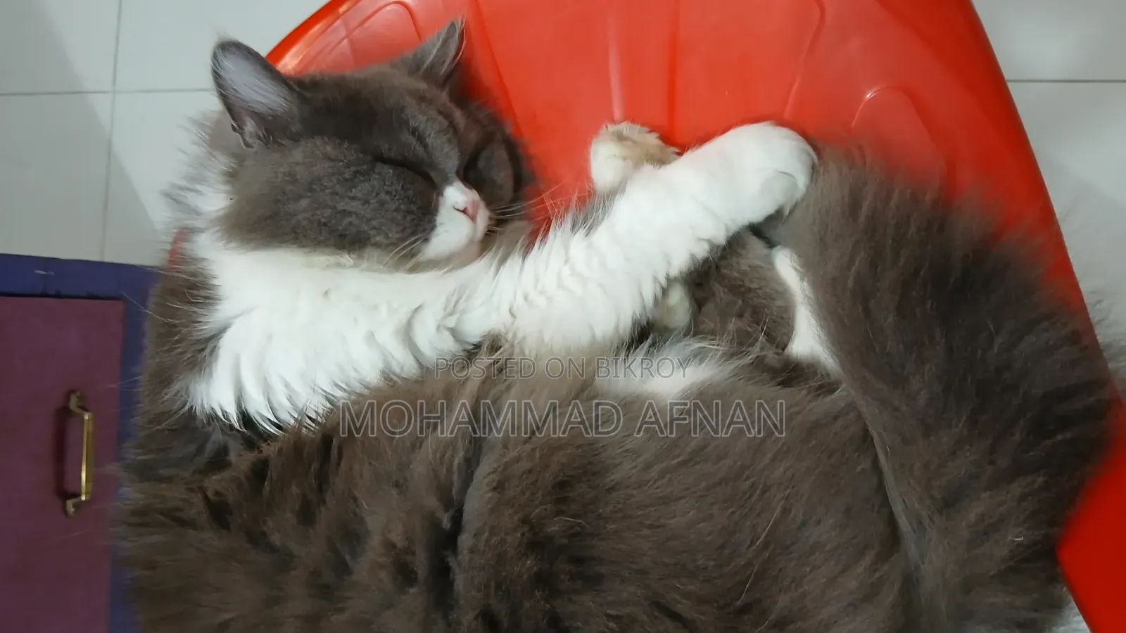 1+ Year Female Purebred Exotic Cat