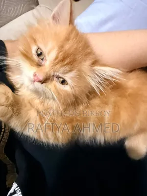 1-3 Months Female Purebred Persian