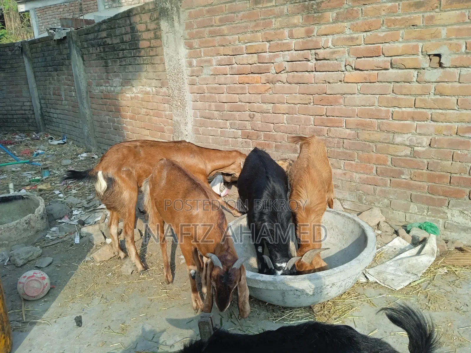বাড়ির পোষা ছাগল